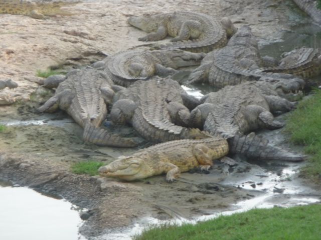 Lac aux crocodiles