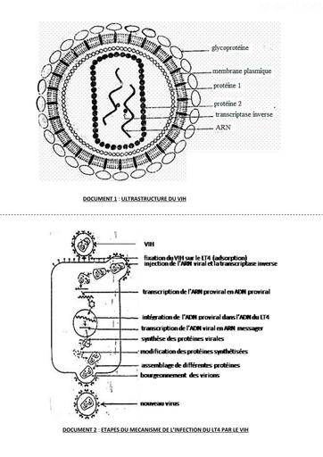 L12 L’infection de l’organisme par le VIH SUPPORTS by Tehua