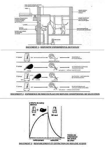 L1 Le réflexe conditionnel SUPPORTS by Tehua