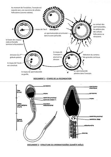 L5 Le devenir des cellules sexuelles chez les mammifères SUPPORTS by Tehua