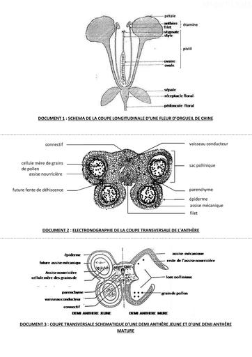 L7 La reproduction chez les spermaphytes SUPPORTS by Tehua