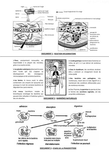 L11 Le système de défense de l’organisme SUPPORTS by Tehua