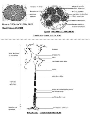 L2 Le fonctionnement du tissu nerveux SUPPORTS by Tehua